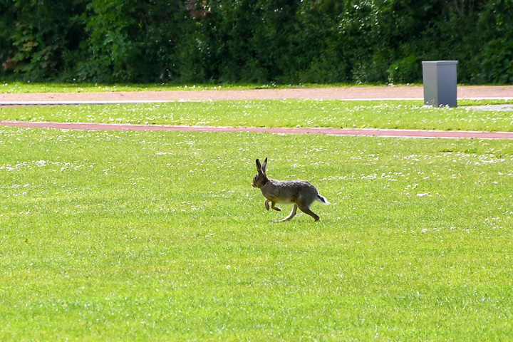 Fotonummer: DSC_5467, NIKON D7500, 18.0-105.0 mm f/3.5-5.6, ISO 200, 1/1000 sec. bij f / 5,6